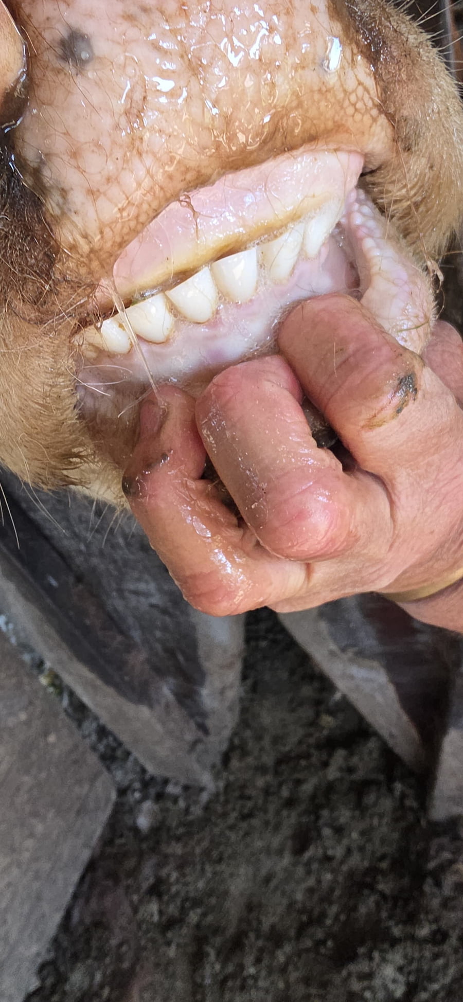 Lote 40 Vacas preñadas en Chajari - ER