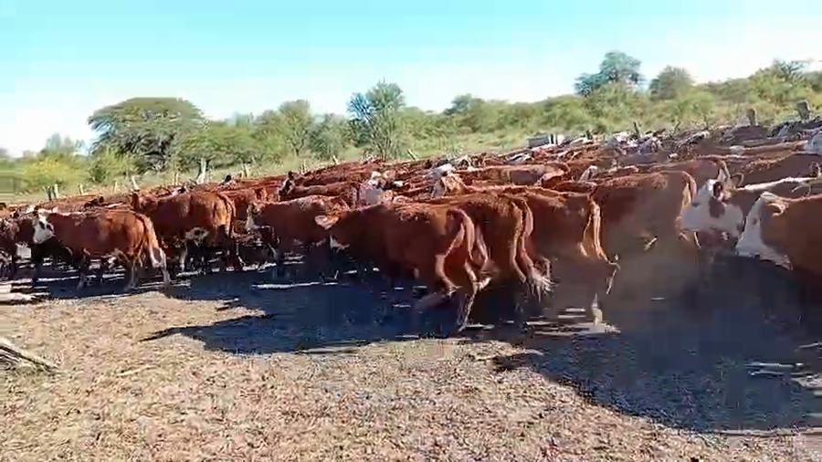 Lote 200 Terneros en Corrientes, Curuzú-Cuatiá
