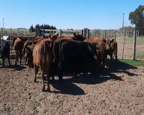 Lote (Vendido)28 Terneros a remate en Primer Remate Virtual, Córdoba