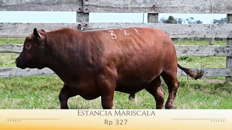 Lote Toros Red Angus SA