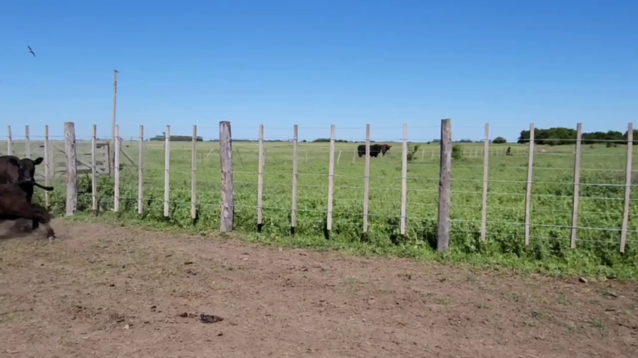 Lote 30 Terneras en Magdalena, Buenos Aires