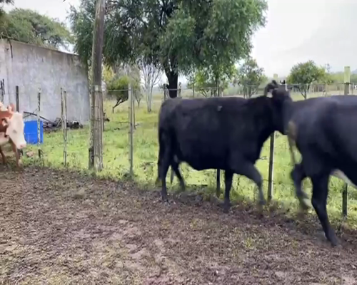 Lote VACAS PREÑADAS