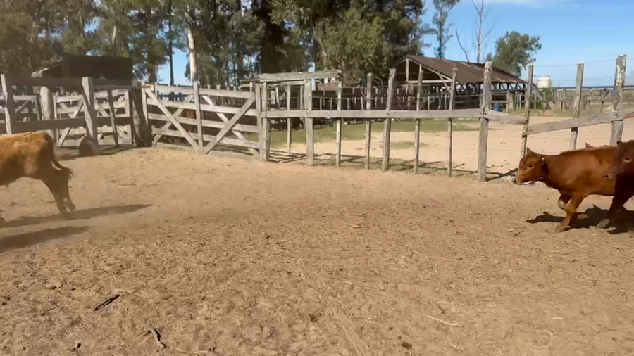 Lote 140 Terneros/as en Corrientes, Col. C. Pellegrini