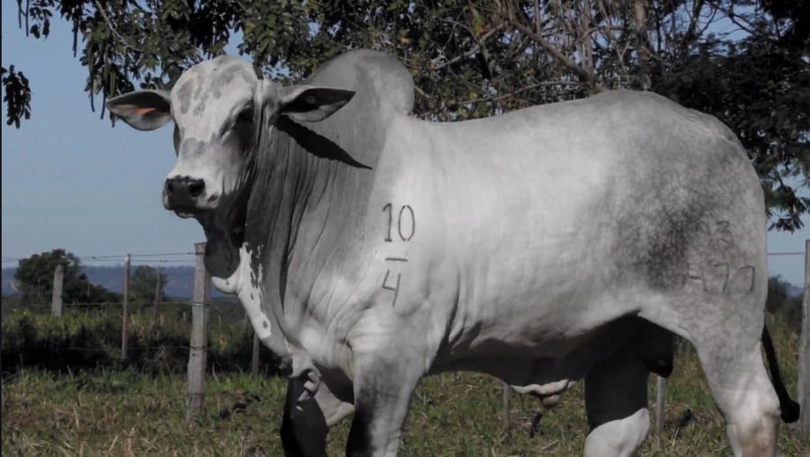 Lote LOTE 64