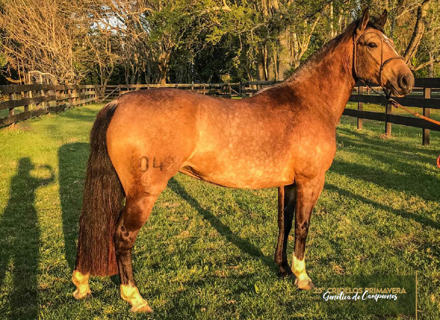 Lote QUELÉN BECASINA