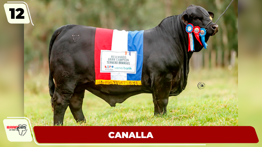 Lote LOTE 12