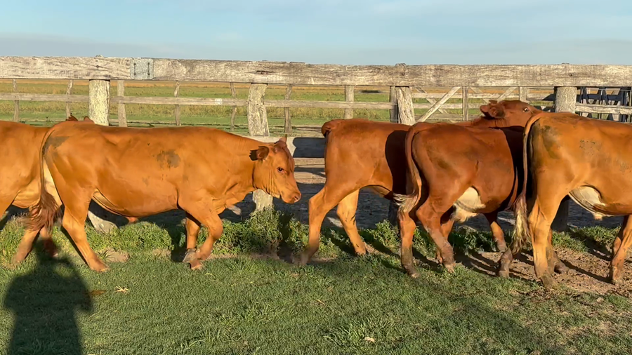 Lote 50 Novillitos en Corrientes, Mercedes