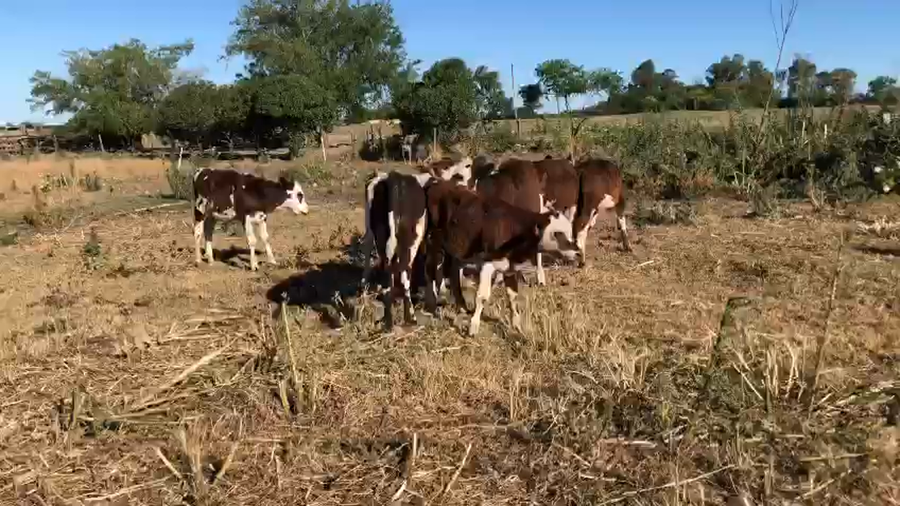 Lote 9 Terneros Cruzas Normando