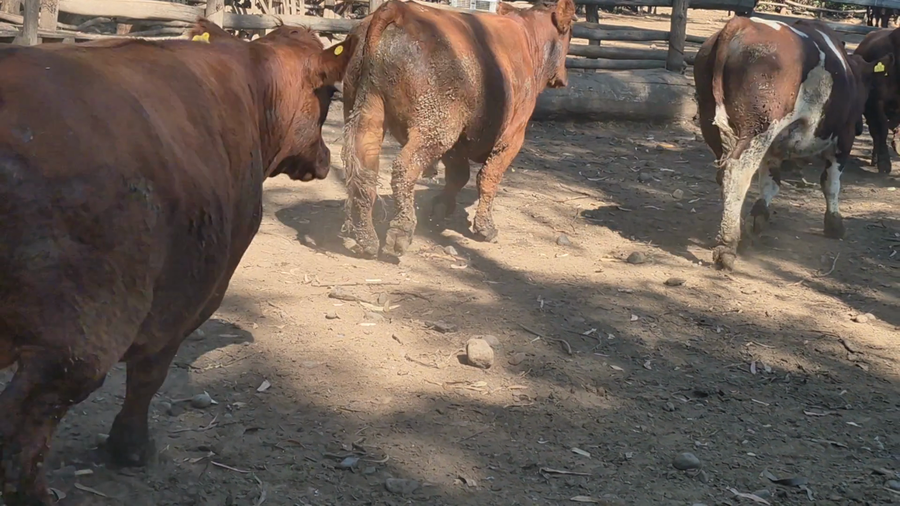 Lote 45 Novillo Gordo en Pelarco, VII  Región Maule