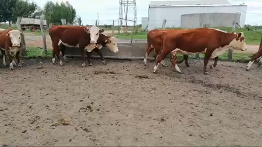 Lote 69 Vacas de invernar en Federal, Entre Ríos