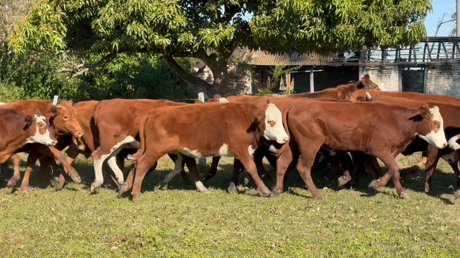 Lote 60 Novillos en Corrientes, San Cosme