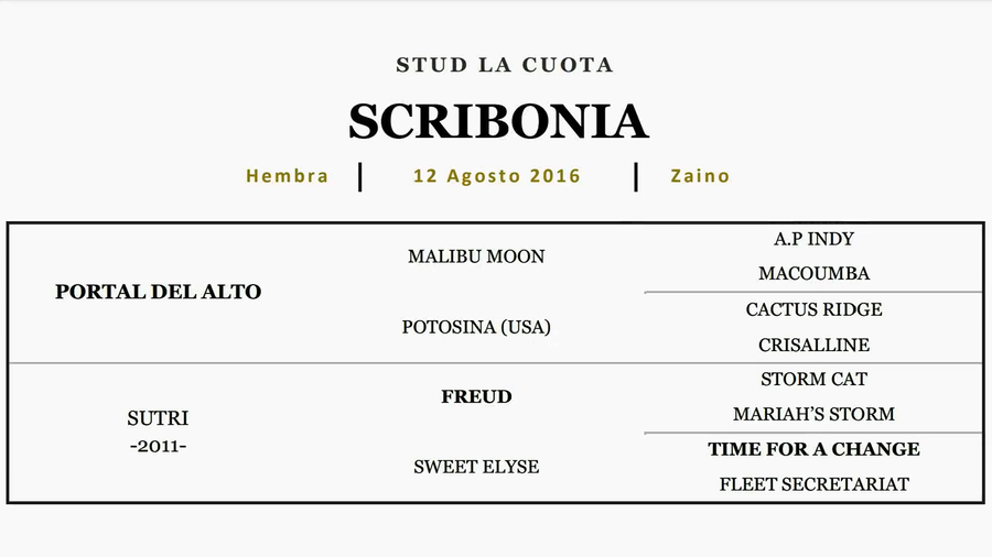 Lote SCRIBONIA (PORTAL DEL ALTO - SUTRI)