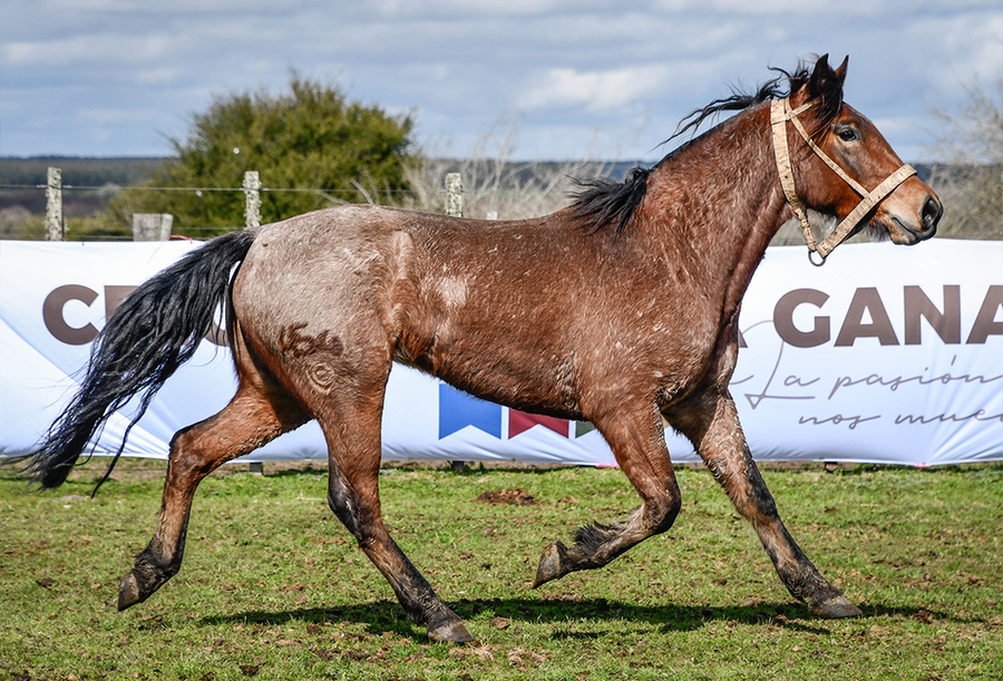 Lote PICAFLOR LA FLECHILLA