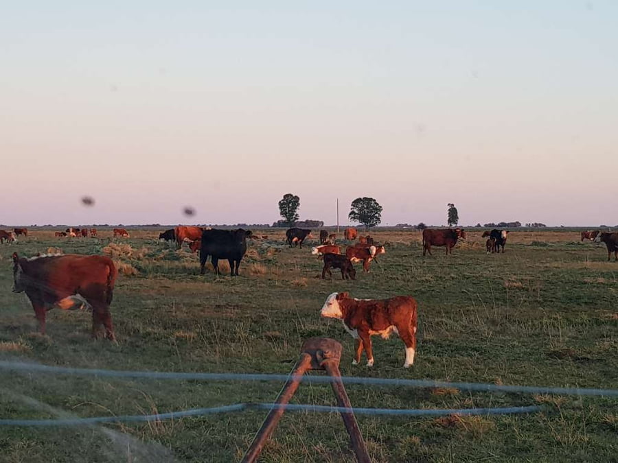 Lote 25 Vacas nuevas en Benito Juárez, Buenos Aires