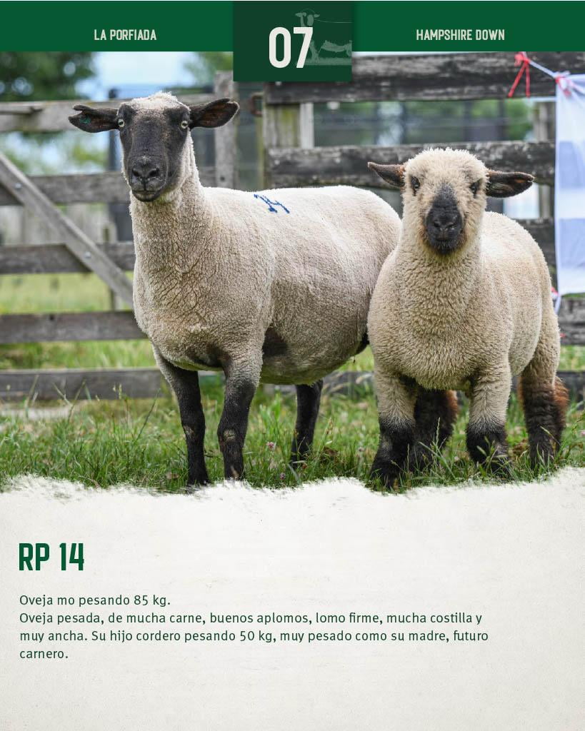 Lote Ovejas a remate en 4º Genetica Productiva, Florida