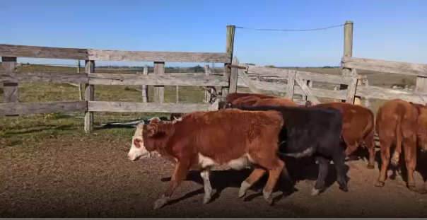 Lote 22 Terneras en Soriano