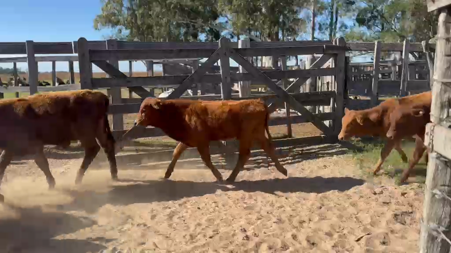 Lote 140 Terneros/as en Corrientes, Col. C. Pellegrini