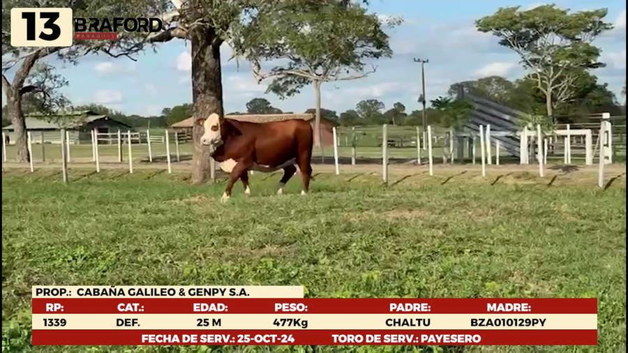 Lote LOTE 13