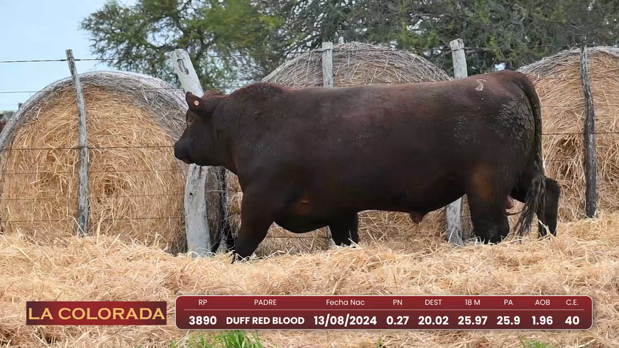 Lote Angus Morixe Coloradas
