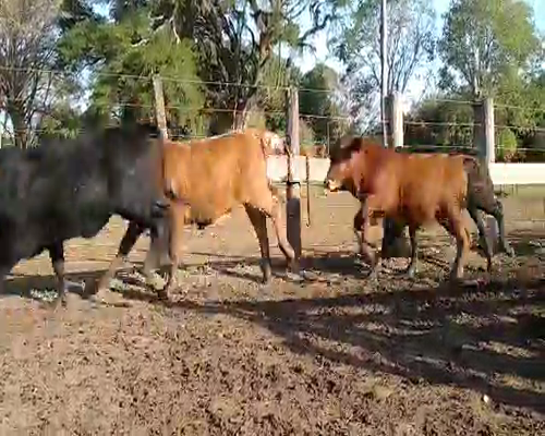 Lote 100 Terneros en Misión San Fco., Formosa