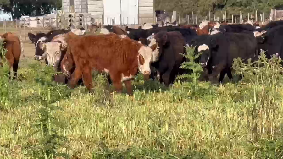 Lote 70 Terneras en Dolores, Buenos Aires