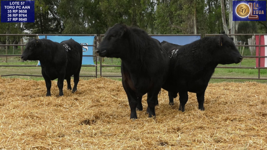 Lote TOROS ANGUS NEGROS PC