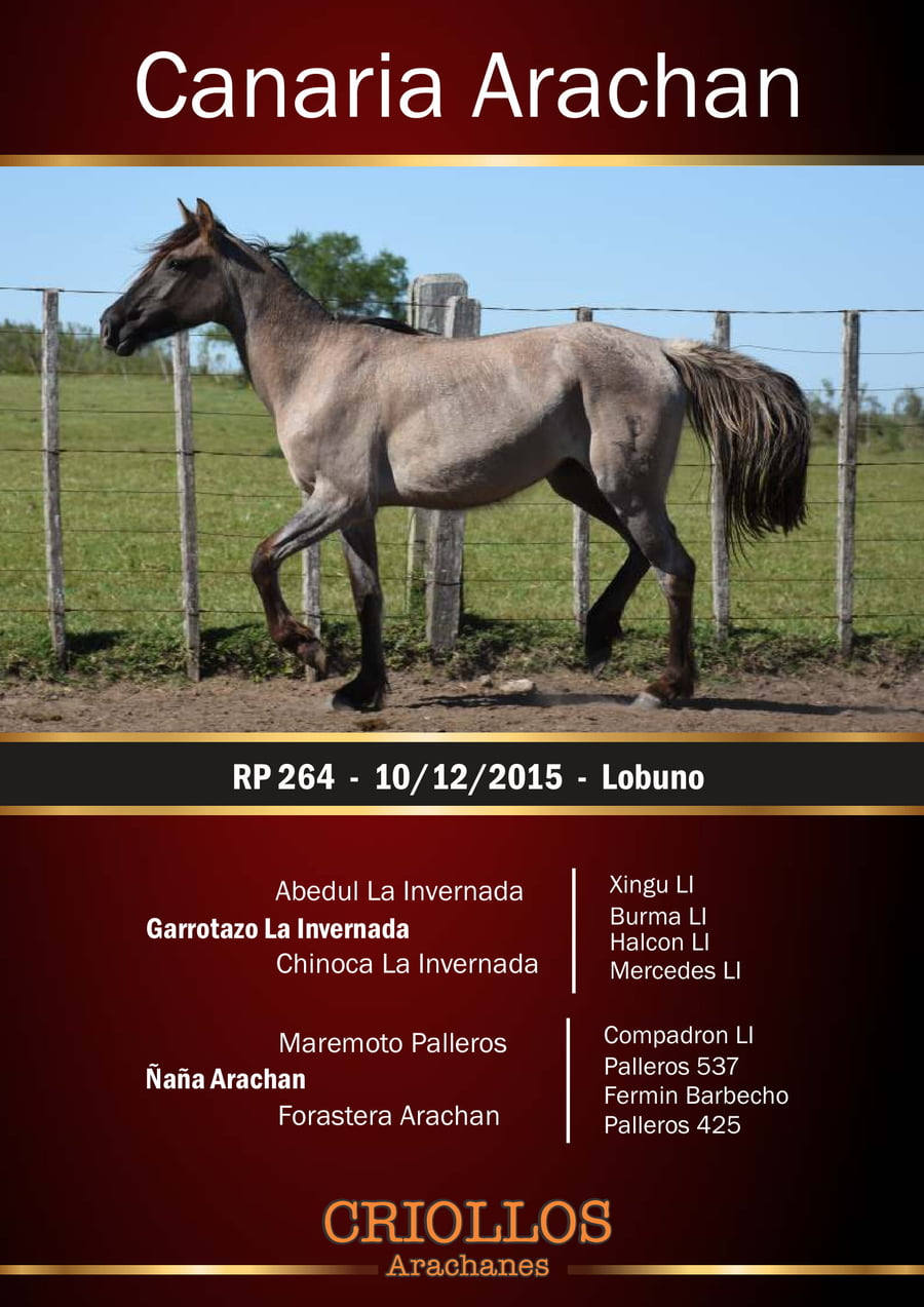Lote Canaria Arachán - RP 264