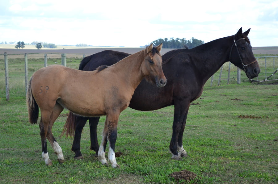 Lote PASSO BLANCO HERTA