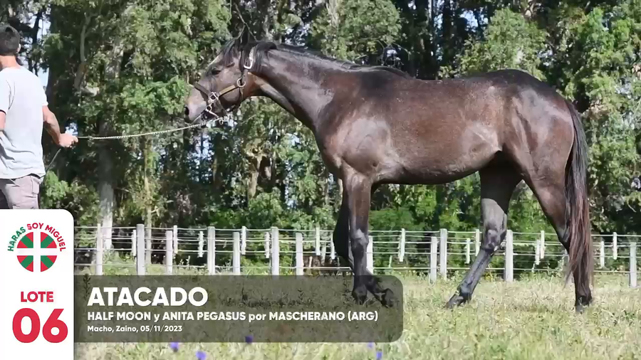 Lote ATACADO