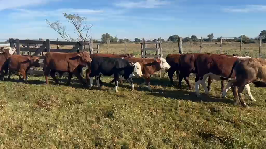 Lote 74 Terneros/as en Corrientes, Lavalle