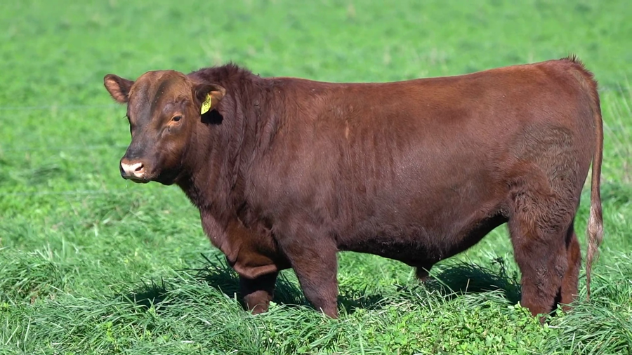 Lote TORO
