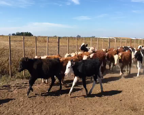 Lote 64 Terneros/as de 160/170 Kgs en Amenabar