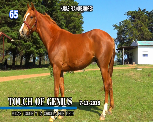 Lote TOUCH OF GENIUS