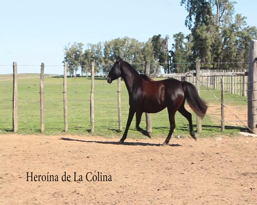 Lote HEROÍNA DE LA COLINA