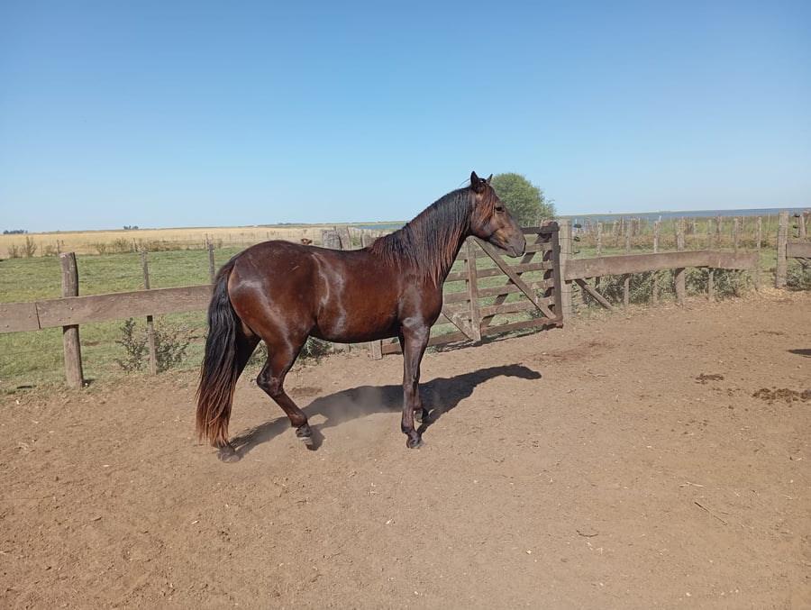 Lote ALTANERO SOMBRÍO. RP 554