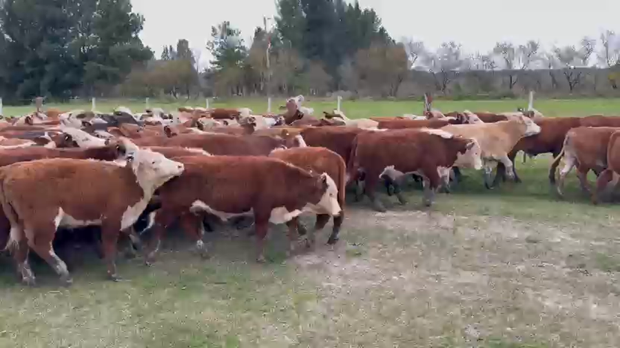 Lote 100 Terneros en Entre Ríos, San Jaime