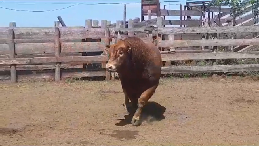 Lote TORO PI - RP 73