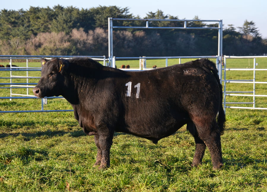Lote TOROS PEDIGREE H463 H483