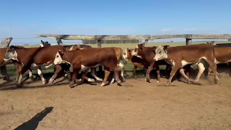 Lote 120 Terneros en Corrientes, Paso de Los Libres