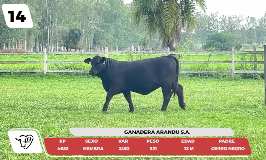 Lote LOTE 14- JUNIOR