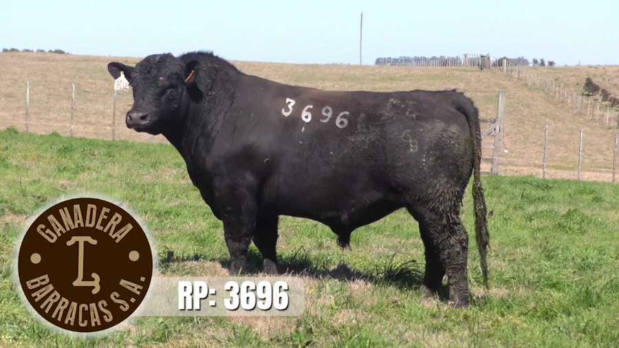 Lote (Vendido)Toros a remate en Ganadera Barracas S.A en Caraguata