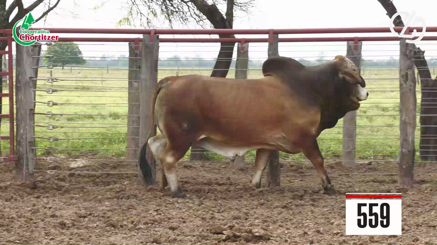 Lote Brahman