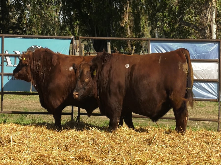 Lote TOROS ANGUS PP