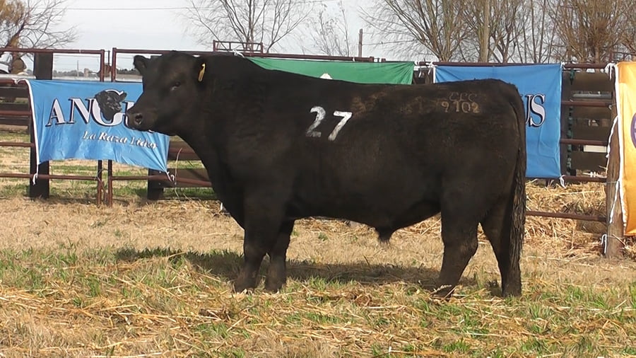 Lote TOROS ANGUS PC