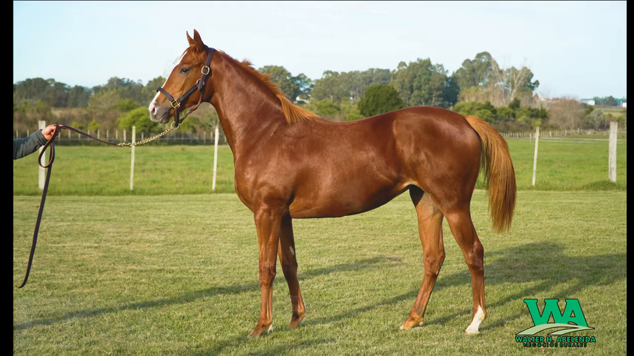 Lote CANDY KENNEDY