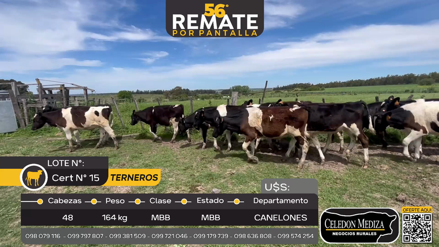 Lote 48 Terneros en Ruta 36 km 29.5 Canelones