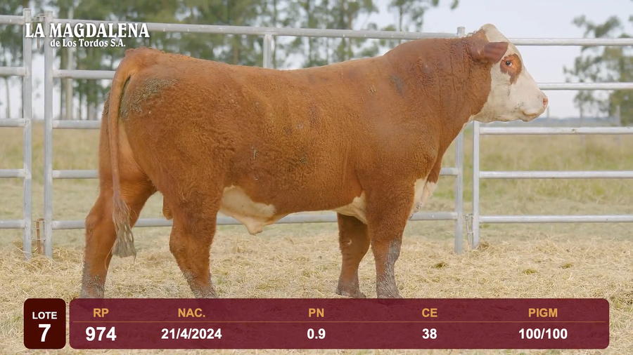 Lote Lote 7 - Hereford