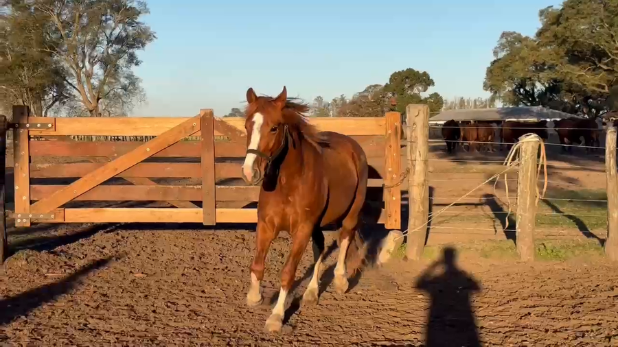 Lote 1 Macho en Curuzú-Cuatiá, Corrientes