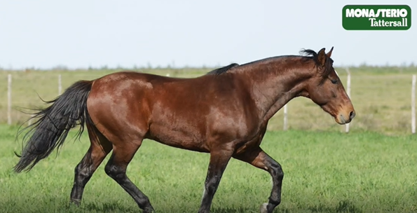 Lote PADRILLO CRIOLLO PURO DE PEDIGREE(CORRAL A)