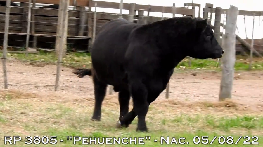 Lote TOROS PUROS DE PEDIGREE